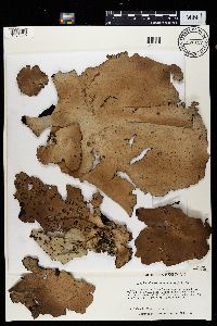 Umbilicaria mammulata image