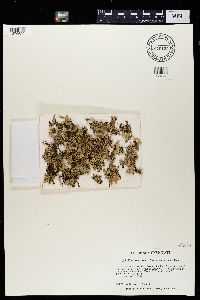 Xanthoparmelia chlorochroa image