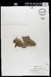 Arctoparmelia centrifuga image