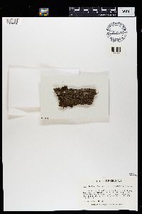 Bacidia schweinitzii image