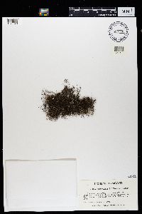 Bryoria furcellata image