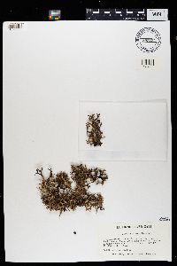 Cetraria arenaria image