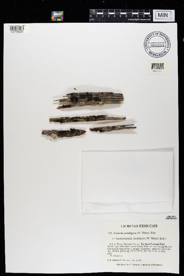 Tuckermanella coralligera image