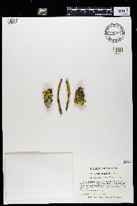 Vulpicida pinastri image