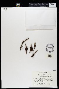 Tuckermanopsis sepincola image