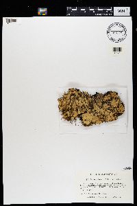 Cetrelia chicitae image