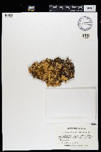 Cetrelia olivetorum image