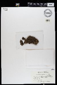 Cladonia caespiticia image