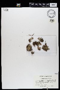 Cladonia cristatella image