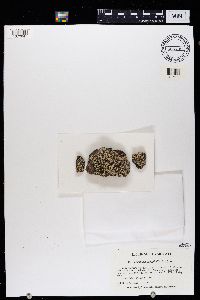 Lecanora argopholis image