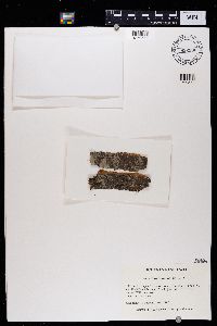 Arthonia radiata image