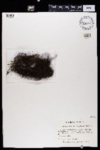 Bryoria fremontii image