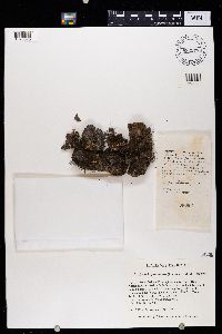 Bryoria fuscescens image