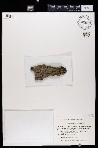 Chrismofulvea dialyta image