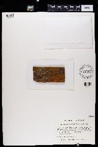 Caloplaca microphyllina image