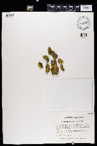 Candelaria fibrosa image