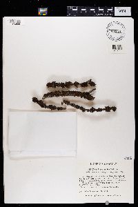 Tuckermanopsis sepincola image