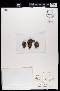 Fuscopannaria praetermissa image