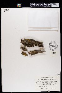 Hyperphyscia adglutinata image