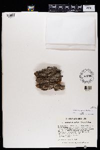Phaeophyscia nigricans image