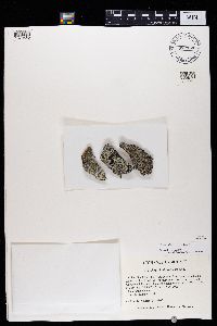 Physcia dakotensis image