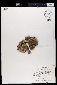 Physconia leucoleiptes image