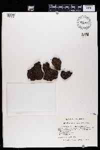 Physconia muscigena image