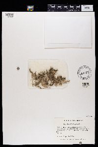 Roccella decipiens image