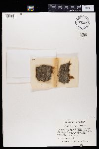 Stenocybe septata image