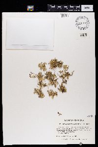 Xanthoparmelia chlorochroa image