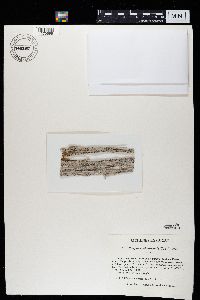 Cresponea chloroconia image