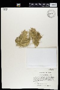 thumbnail image of current specimen