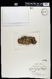 Icmadophila ericetorum image