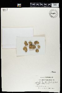 Protoparmeliopsis muralis image