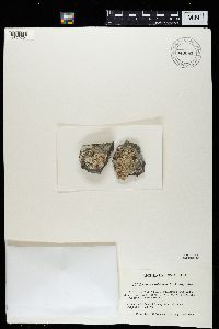 Lecanora valesiaca image