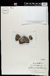 Image of Lobothallia alphoplaca