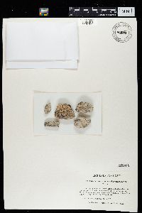 Peltula obscurans var. deserticola image