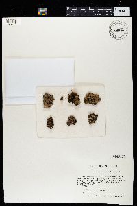 Physconia detersa image