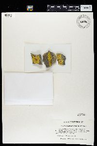 Pleopsidium flavum image