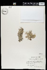 Pseudevernia consocians image