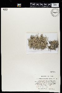 Pseudevernia intensa image