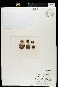 Rhizoplaca chrysoleuca image