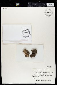 Scoliciosporum chlorococcum image