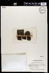 Stenocybe septata image