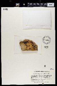 Caloplaca decipiens image