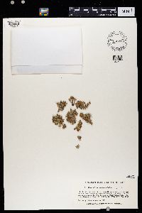 Teloschistes chrysophthalmus image