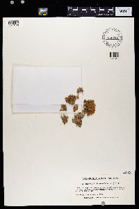 Teloschistes chrysophthalmus image