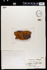 Rusavskia elegans image