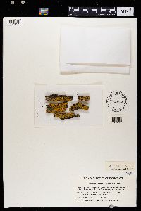 Xanthoria fallax image