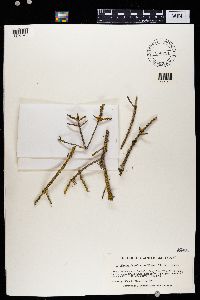 Polycauliona polycarpa image